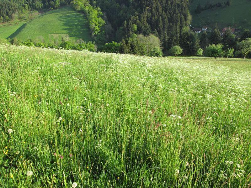 Hinterkimmighof Appartement Oberharmersbach Buitenkant foto